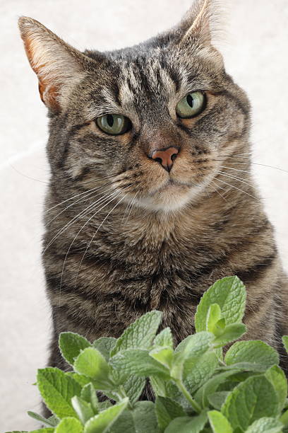 istock tabby cat with green leaves 2239663234