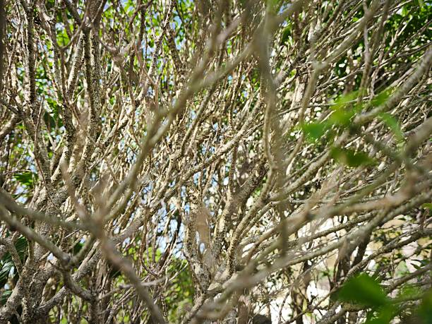 Close-up shot of a dense network of tree branches reaching outward toward the sky