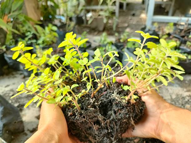 istock Hands Holding a Young Herb Plant 2239664453