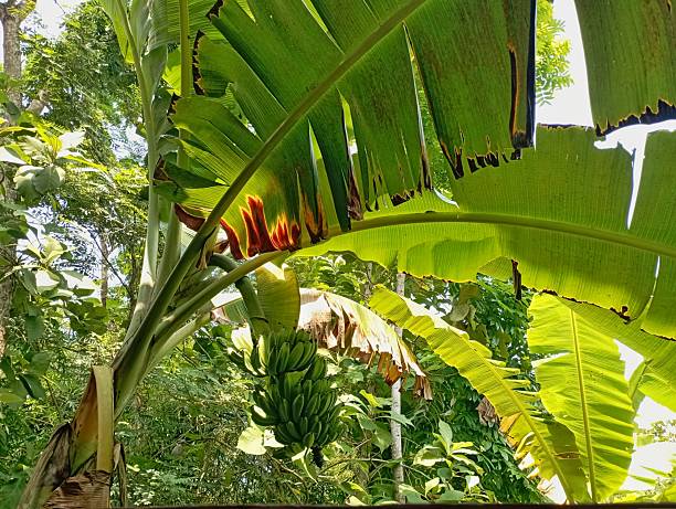 Green Banana Bunch Hanging from a Tropical Banana Tree