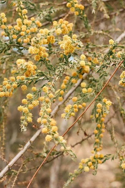 istock yellow blossoms in australian bushland 2239667545