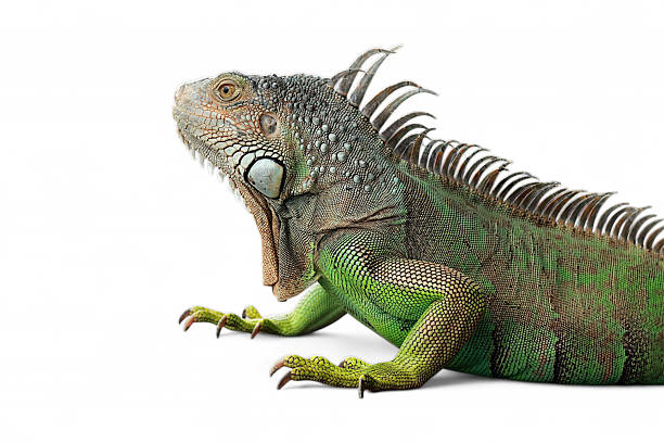 Green Iguana (also known as Common or American iguana) isolated on white background. mostly herbivorous species of lizard of the genus Iguana. It is native to Central America, South America.