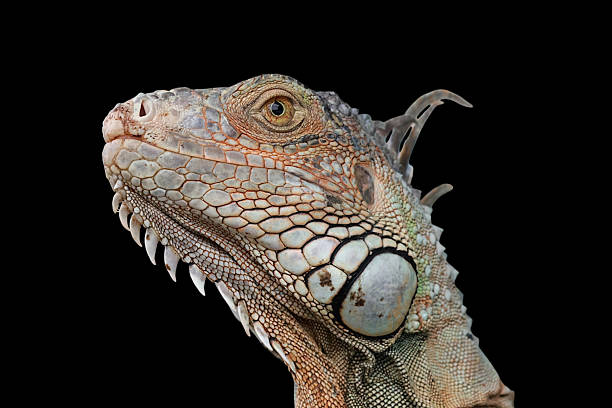 istock Green Iguana (also known as Common or American iguana) isolated on black background 2239674723