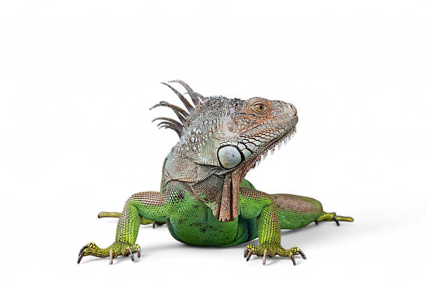 istock Green Iguana (also known as Common or American iguana) isolated on white background 2239674755