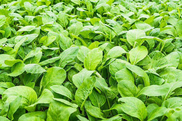 istock A dense field of fresh green leafy vegetables 2239674859