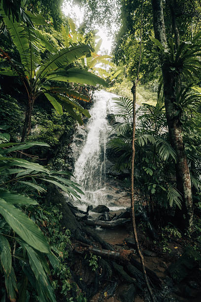 istock Small waterfall in the natural forest, water source and environmental conservation 2239675581