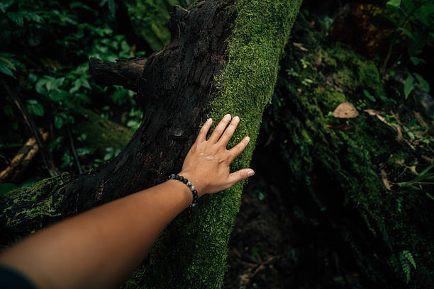 istock Green moss and hand on tree in the forest. Image for sustainable environment. 2239675617