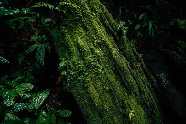 istock Green moss and hand on tree in the forest. Image for sustainable environment. 2239675625