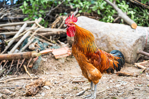 Close-up of a white rooster with a bright red comb and wattle, possibly in a farm setting with green plants in the background