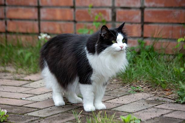 istock A fluffy domestic cat walks outside in summer. 2239678662
