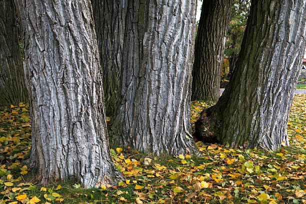 A close-up view of several thick, mature tree trunks with deeply grooved, grey bark. The ground is covered with a carpet of vibrant yellow and brown fallen leaves, signaling the peak of the autumn season.