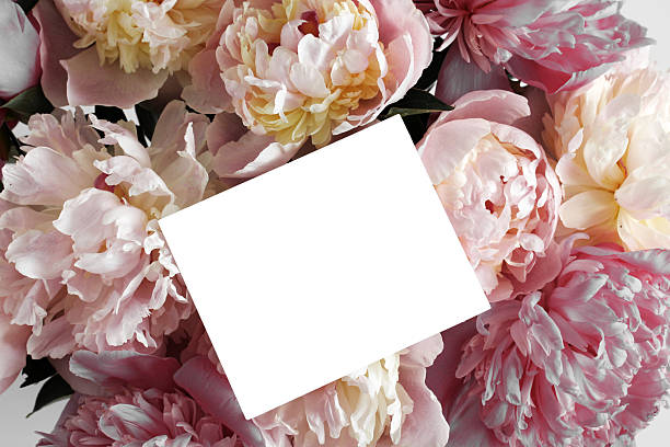 istock a floral background of delicate peonies and an empty white postcard for your text 2239682851