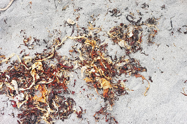 Dry seaweed on sand, top view