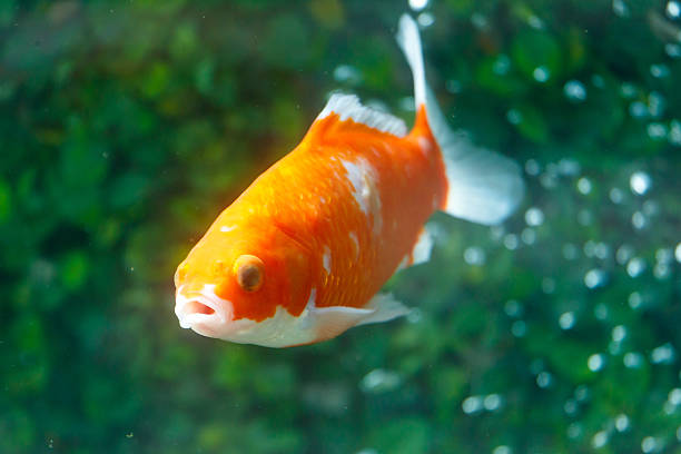 A goldfish is swimming in a tank. The fish is orange and white. It is swimming in the water