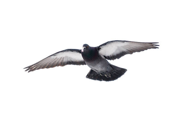 Colorful Feral Pigeon in Flight