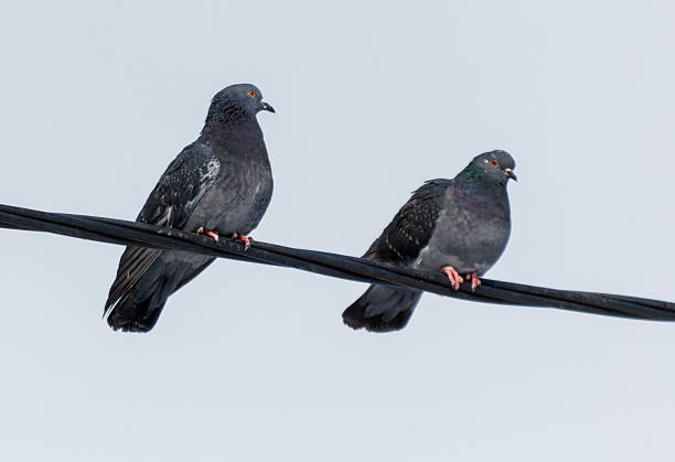 Two pigeons are sitting on a wire. One is on the left and the other is on the right