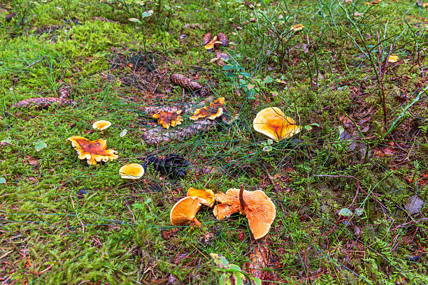 istock False chanterelle mushrooms on a mossy ground 2239686629