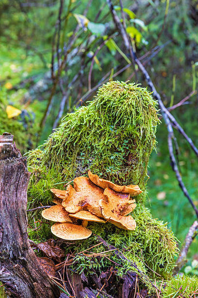 istock Mossy tree stump with Shaggy scalycap mushrooms 2239686658