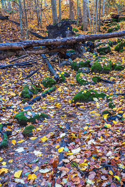 istock Creek in a forest ravine with autumn leaves 2239686719
