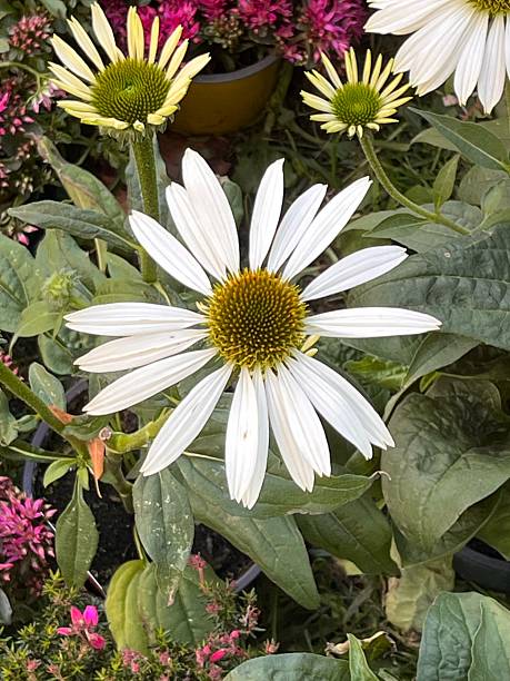 istock Beautiful Flowers in my Garden 2239687137