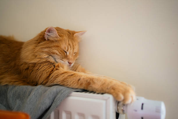 istock Ginger cat finding warmth and comfort, sleeping deeply on a domestic radiator during the chilly heating season, enjoying the cozy heat in a relaxed home environment 2239690708