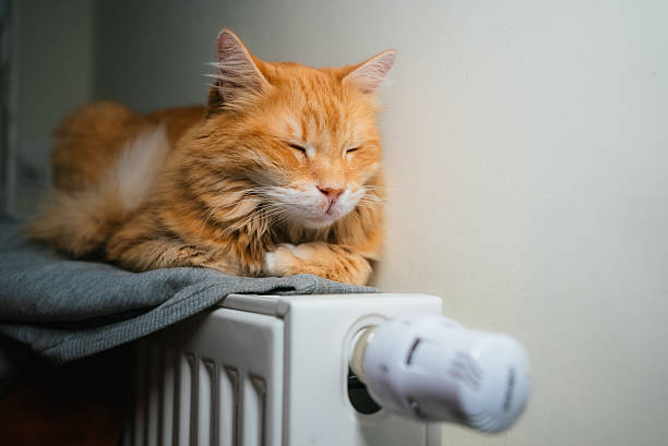 istock Red long-haired cat enjoying comfort, warmth, and relaxation, sleeping on heating radiator with a soft blanket, feeling cozy during cold winter season 2239690769