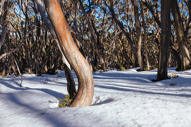 istock Mt St Gwinear in Baw Baw Australia 2239691449