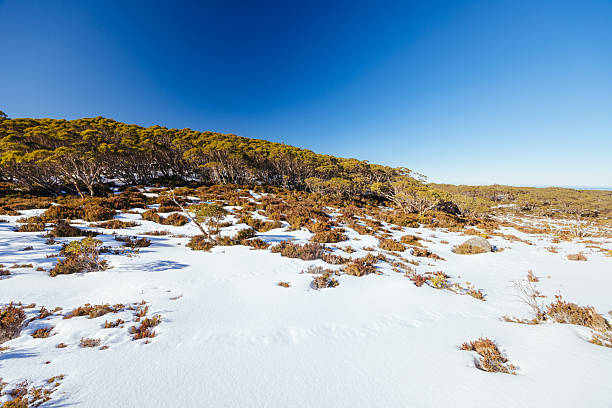 istock Phillack Saddle in Baw Baw Australia 2239691530