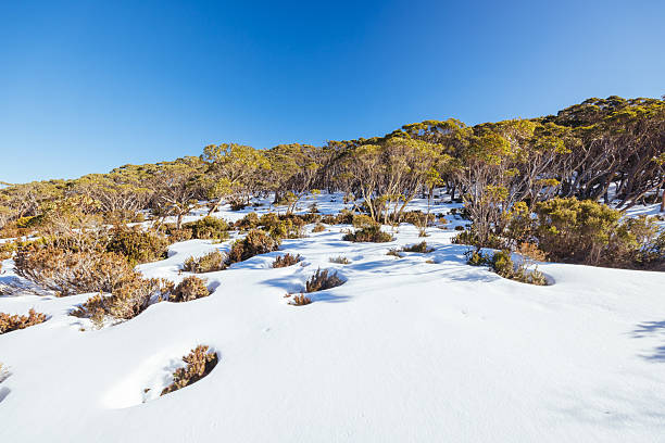 istock Phillack Saddle in Baw Baw Australia 2239691557