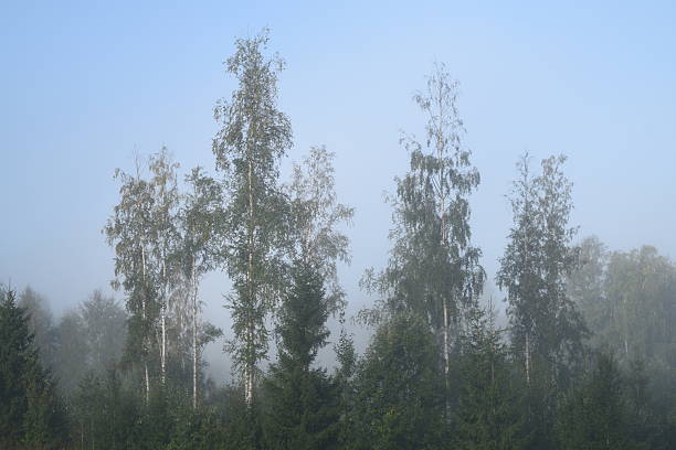 Birch forest during a foggy morning in autumn in Estonian nature, Northern Europe.