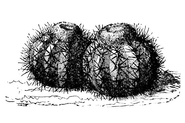 Stem of Melocactus