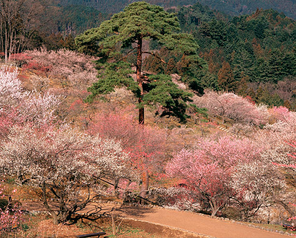 istock Yoshino Plum Village 2239694298