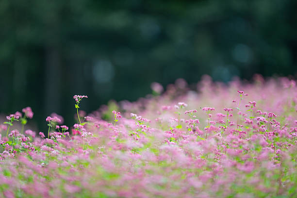 Red buckwheat flowers seen in autumn