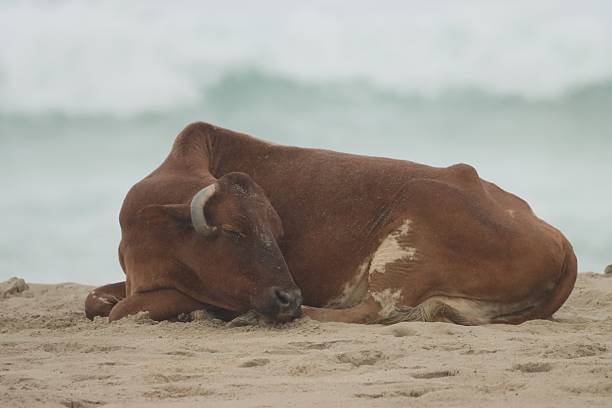 istock Cows in Salalah 2239699516