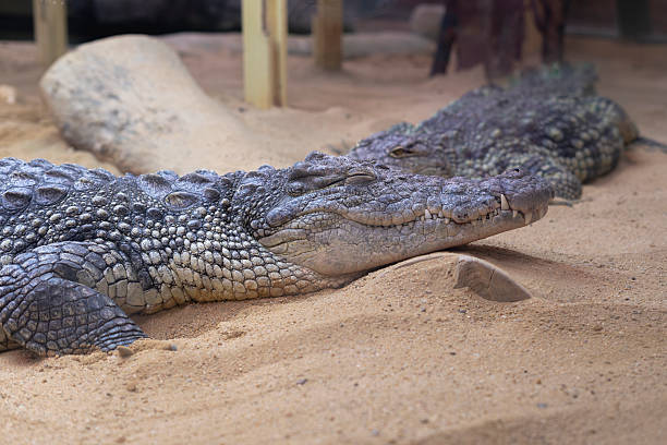 istock Pair of Crocodiles Sunbathing on Riverbank 2239700210