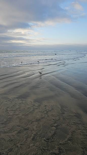 istock Torrey Pines State reserve. Sunset. Birds sunbathing 2239700946