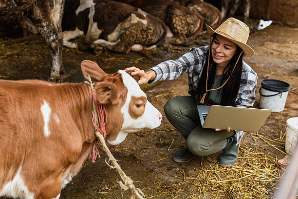 istock Woman farmer using laptop and petting cow 2239702857