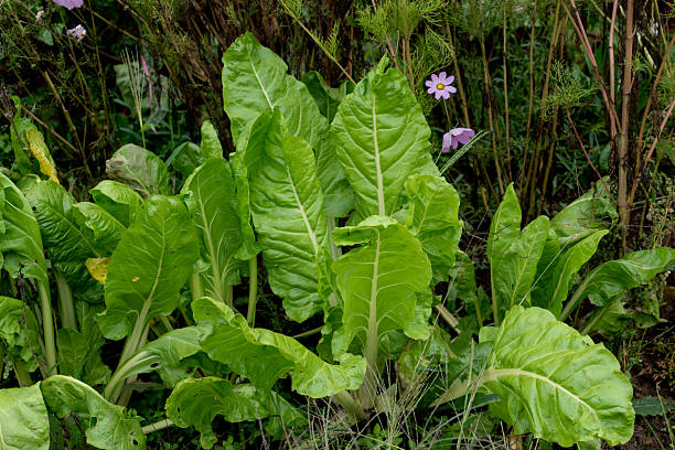 istock Chard in an ecological garden, protected by cosmos and other plants 2239702896