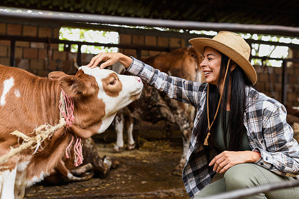 istock Young woman farmer petting cows 2239702917