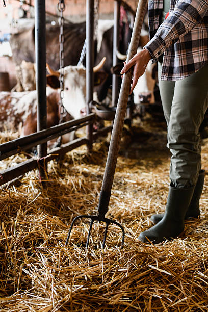 istock Woman farmer doing chores 2239702949