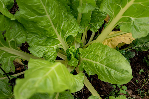 Close-up of chards