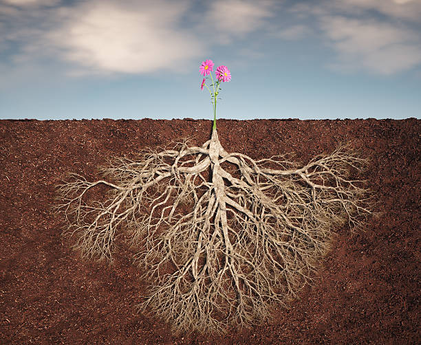 istock Roots and flowers grow harmoniously in rich soil under a bright blue sky 2239703210