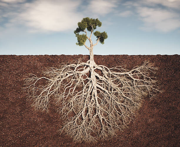 istock Tree with deep roots and a clear sky above shows the connection between earth and nature 2239703230