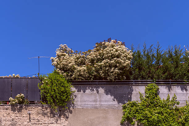 A concrete wall with a metal railing covered with flowering and climbing plants