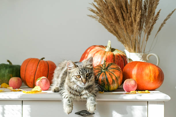 istock Cute striped kitten relaxes with its paws dangling over edge of white table, surrounded by pumpkins, apples and dried plants. Perfect for conveying cozy, playful and heartwarming fall or harvest theme 2239705367
