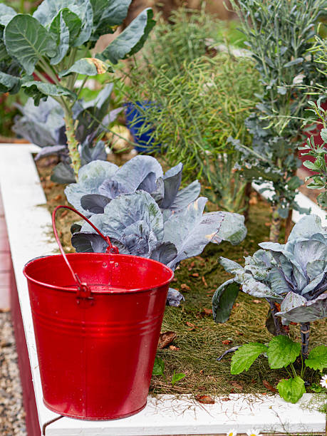 istock Red bucket next to a cabbage garden 2239705471