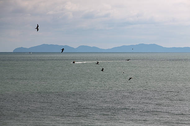 the seagull and white trace of a ferry on the blue water of the sea