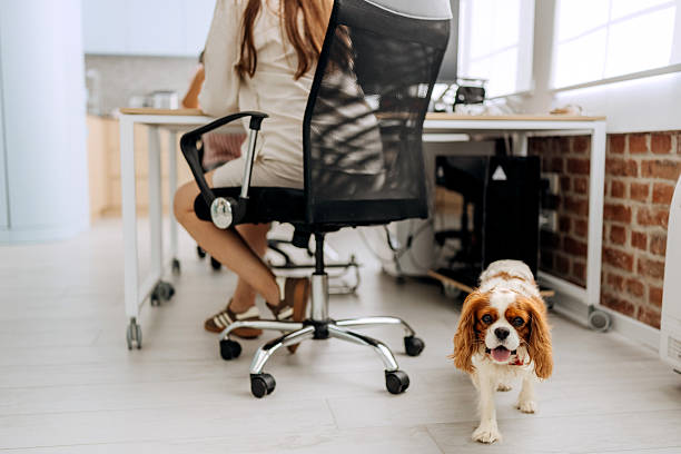 istock English King Charles Spaniel in the office 2239708534