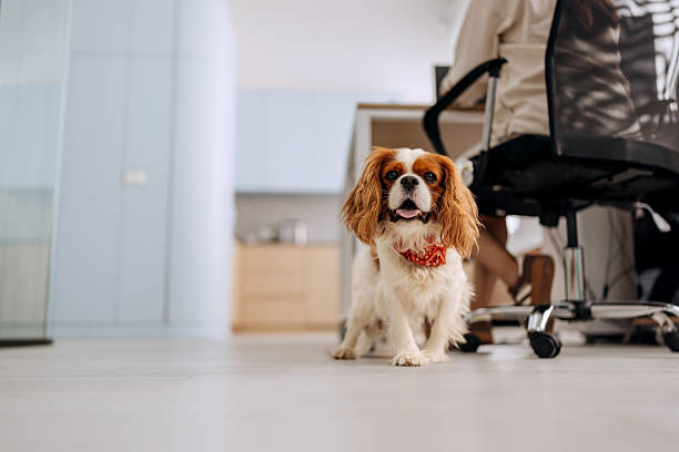 istock English King Charles Spaniel in the office 2239708554