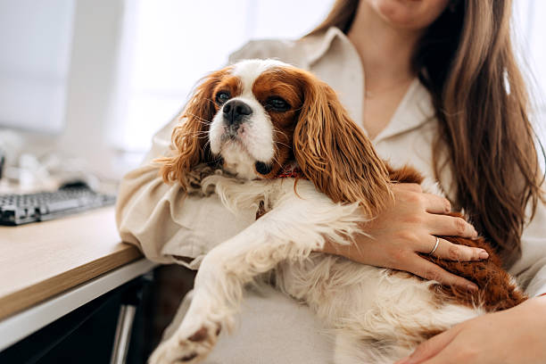 istock Businesswoman holding dog while working at office 2239708585
